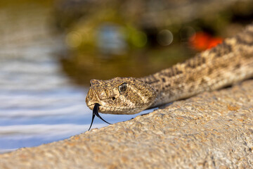 Western diamondback rattlesnake or Texas diamond-back, Rio Grande Valley, Texas