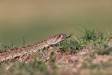 Western diamondback rattlesnake or Texas diamond-back, Rio Grande Valley, Texas