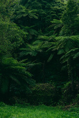 Rain Forest in Azores Islands