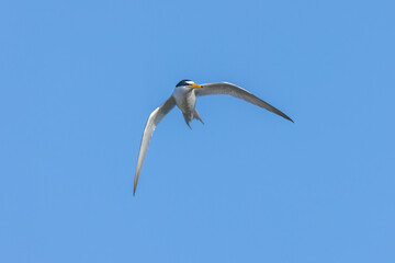 Least tern in flight, South Padre Island, Texas