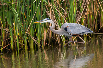 Great blue heron stalking through reeds, South Padre Island, Texas