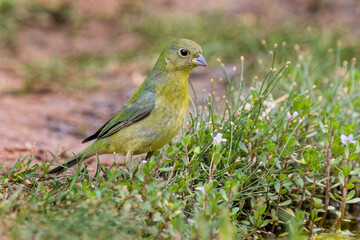 Female painted bunting on the ground, Rio Grande Valley, Texas