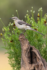 Northern mockingbird, Rio Grande Valley, Texas