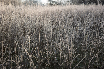 Fototapeta premium Icy frost on dried field grass in england uk