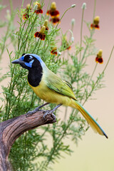 Green jay, Cyanocorax yncas, Rio Grande Valley, Texas