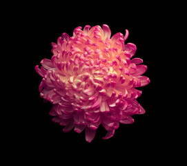 Red, orange, yellow Chrysanthemum flower on dark black. Minimalist still life. Light and shadow...