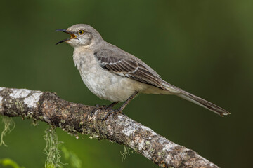 Northern mockingbird, singing, Rio Grande Valley, Texas