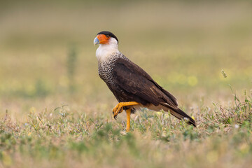 Crested caracara, Rio Grande Valley, Texas
