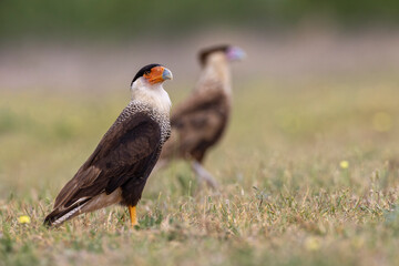 Crested caracara, Rio Grande Valley, Texas