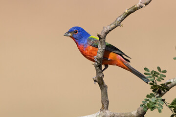 Male painted bunting, Rio Grande Valley, Texas