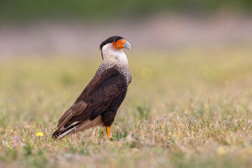 Crested caracara, Rio Grande Valley, Texas