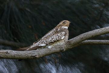 Common nighthawk sleeping on branch, South Padre Island, Texas