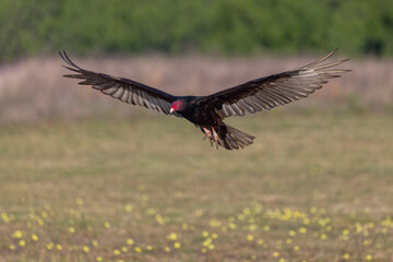 Turkey vulture in flight, wings spread, Rio Grande Valley, Texas