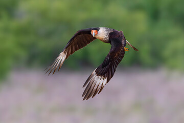 Crested caracara in flight, Rio Grande Valley, Texas