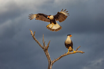 Crested caracara in flight, Rio Grande Valley, Texas
