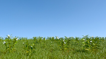 Green grass field and blue sky with some white flowers. Wallpaper, background. Nature concept.