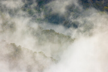 Mist rising from tapestry of blooming trees in spring, Great Smoky Mountains National Park, North Carolina