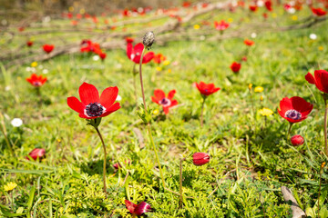 field of red poppies