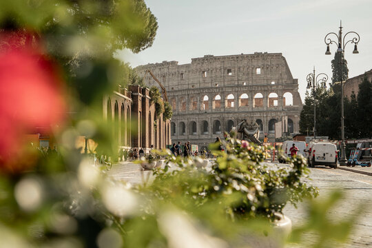 Rome, Italy: Colosseum at the end of the road with some green plants in the foreground