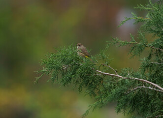 Palm warbler in an evergreen