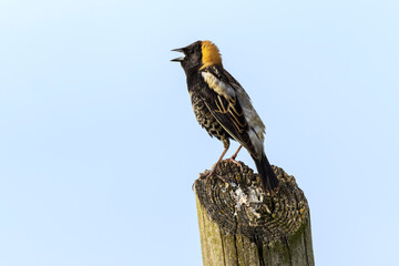 Color stock image of Bobolink, Kentucky