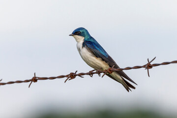 Tree swallow sitting on barbed wire fence, Tachycineta bicolor, Kentucky