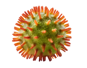 Close-up of a pollen grain with transparent background showing intricate details