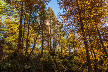 Obraz premium autumnal mountain landscape inside the Alpe Devero, Val D'Ossola, Verbania, Italia