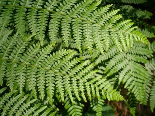 green fern leaf in the forest close-up
