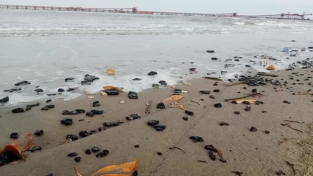 Beach View 