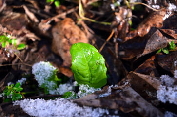 green leaf on the ground