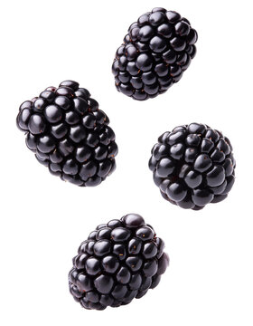 Four fresh blackberries falling on transparent background