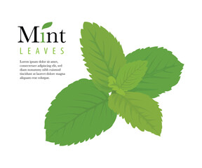 Green mint leaves Vector illustration isolated on a white background stock illustration © Mindra