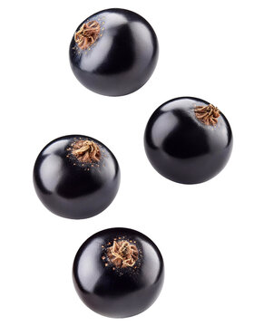 Four black currants falling on transparent background