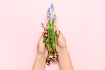 Fototapeta premium Female hands holding beautiful Muscari flowers on pink background