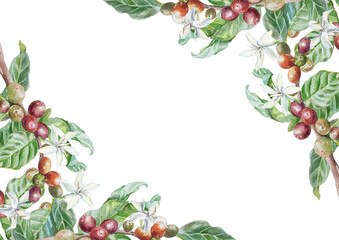 Corner frame with botanical coffee branches. Green leaves, flowers, berries. Watercolor illustration isolated. Labels, cards, invitations, packaging.
