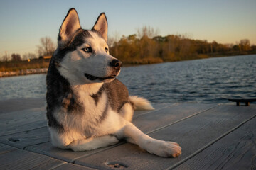 Husky on the dock