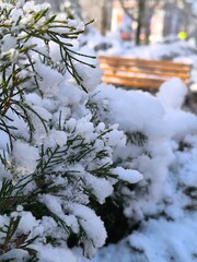green branches of thuja in snow close-up and bench in the background