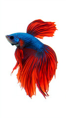 Fototapeta premium a betta fish with intricate, shimmering scales, gracefully swimming against a pure white background. Its unforgettable black and blue red hue contrasts beautifully with the soft, pearlescent glow of i