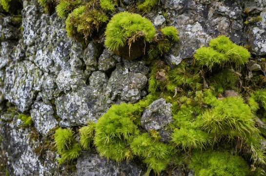 Texture of weathered stone with moss and lichen