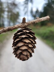 Tannenzapfen an einem Baum