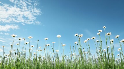 Obraz premium Daisies in field, blue sky, white clouds, spring