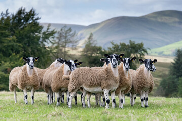Fototapeta premium Nemsa Mules in field