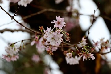 cherry tree blossom