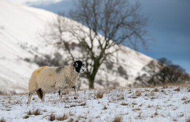 Naklejka premium Sheep grazing a snowy fell