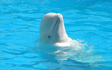 dolphin in the water © Elle