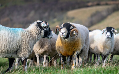 Swaledale ram with sheep