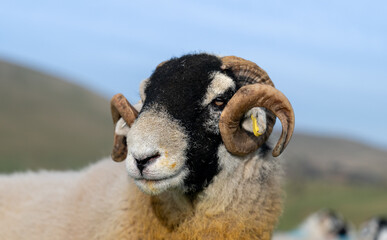 Swaledale ram with sheep