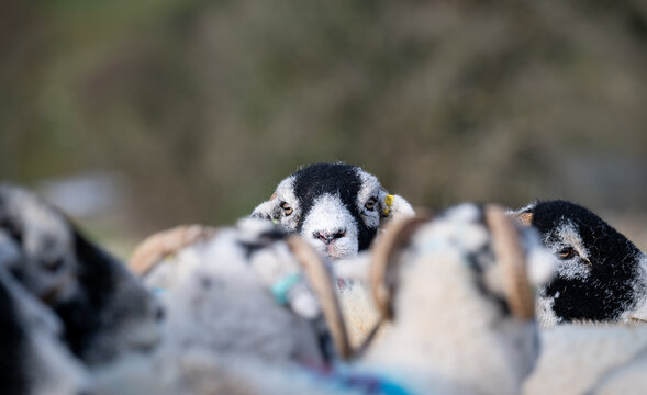 Swaledale ram with sheep