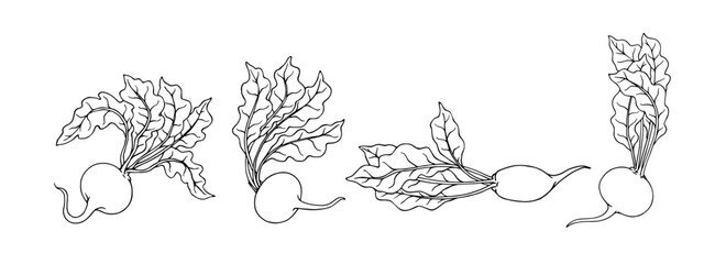 Set of line sketches, doodles of root vegetables beet. Vector graphics.